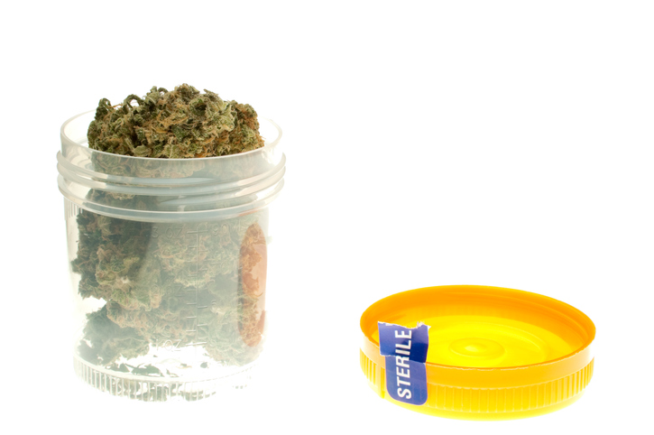marijuana in a urine analysis cup